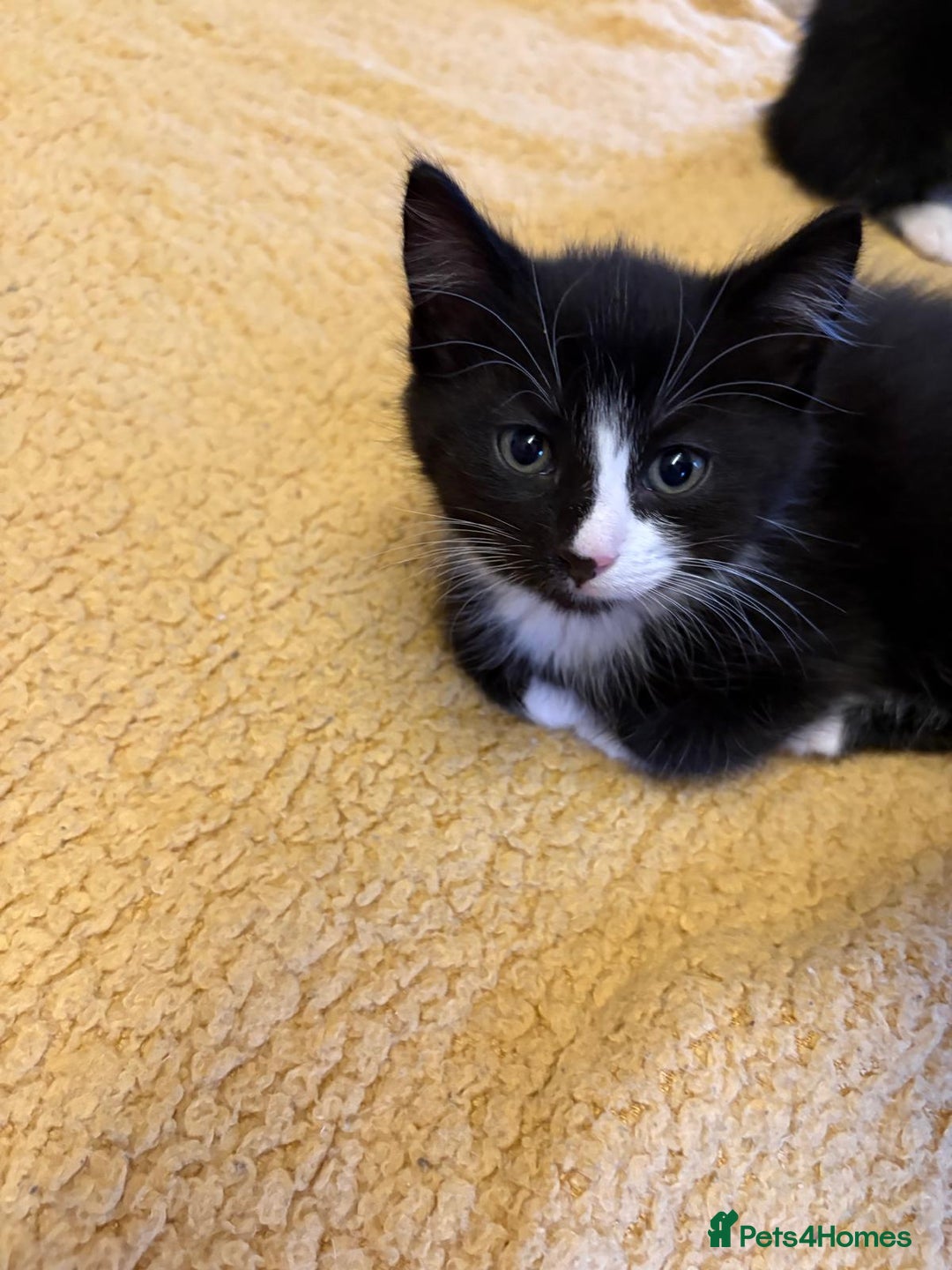 Mixed Breed cats for sale: Beautiful Kittens Looking for Homes - Advert 17