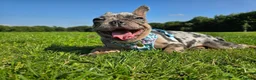 French Bulldog dogs for sale: French bulldog in Bury - Advert 11