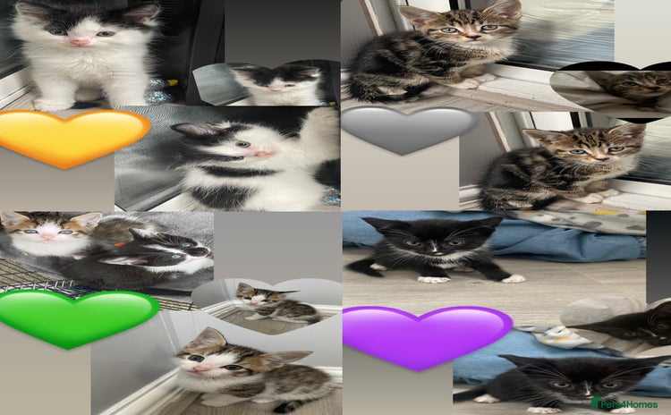 Mixed Breed cats - Advert 3
