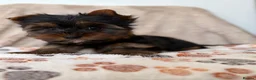 Yorkshire Terrier dogs for sale: Beautiful Yorkshire terrier pups🩵🩷 - Advert 8