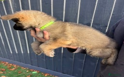 German Shepherd dogs for sale: German Shepherd Puppies, Ready to leave next week - Image 36