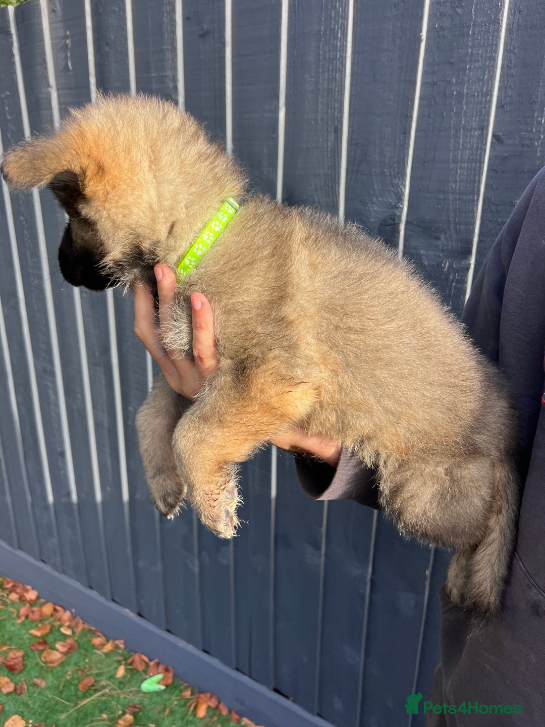 German Shepherd dogs for sale: German Shepherd Puppies, Ready to leave next week - Image 36