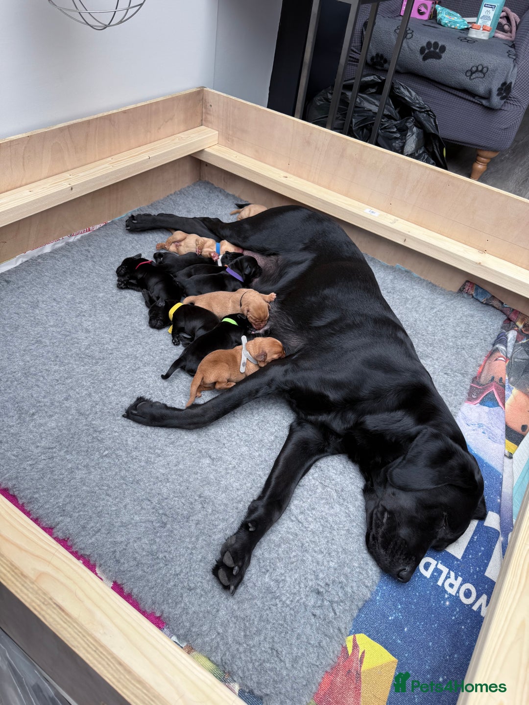 Labrador Retriever dogs for sale: Fantastic KC registered litter from FTCH lines - Image 13
