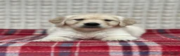 Golden Retriever dogs for sale: GORGEOUS GOLDEN RETRIEVER PUPPIES  in Carmarthen - Advert 35