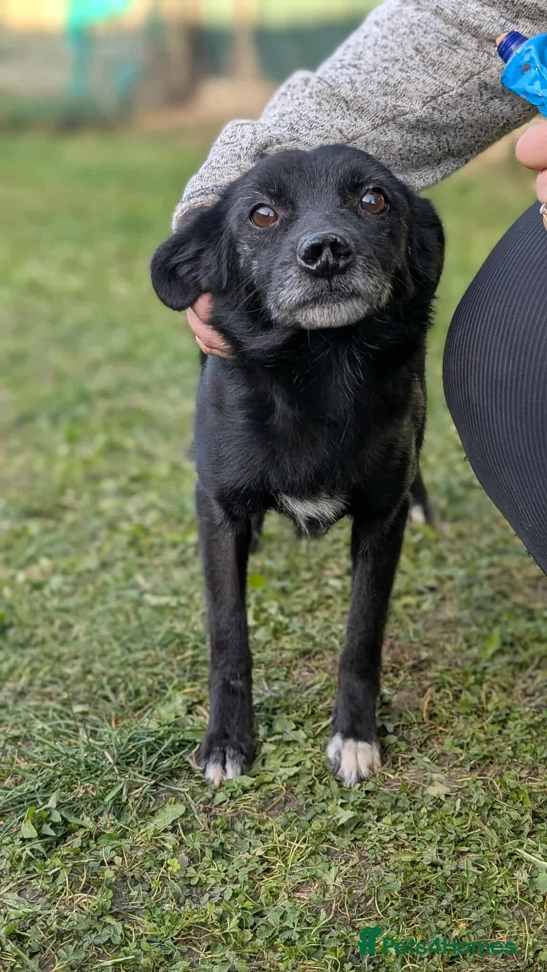 Mixed Breed dogs for adoption: Venus for adoption - Advert 3