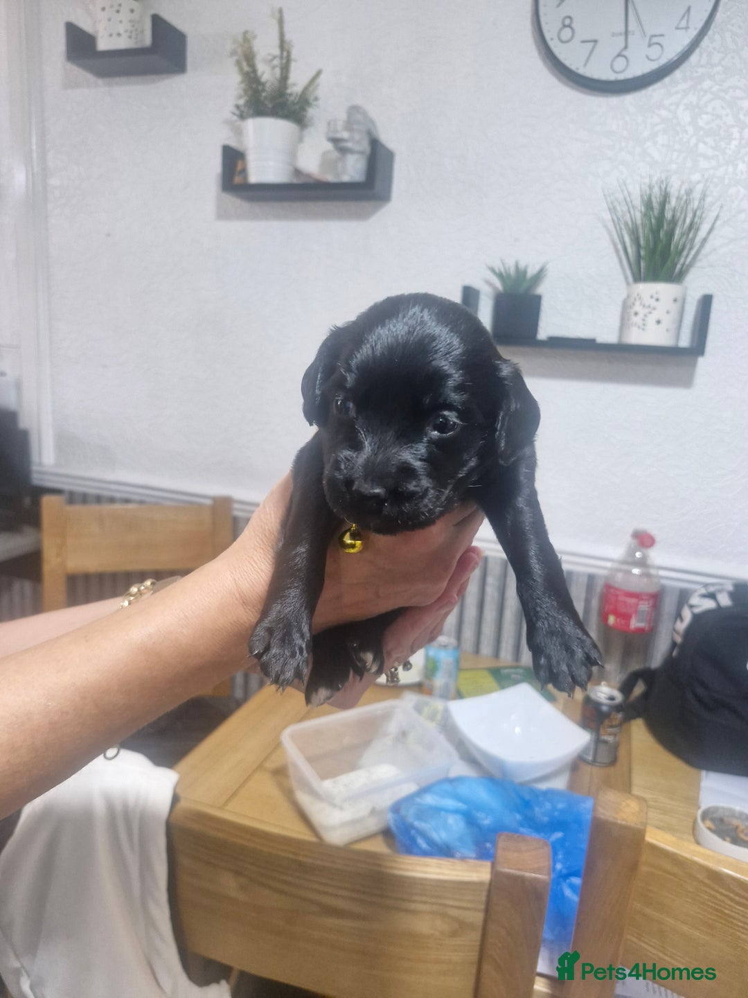 Mixed Breed dogs for sale: Labradoodle x - Image 7