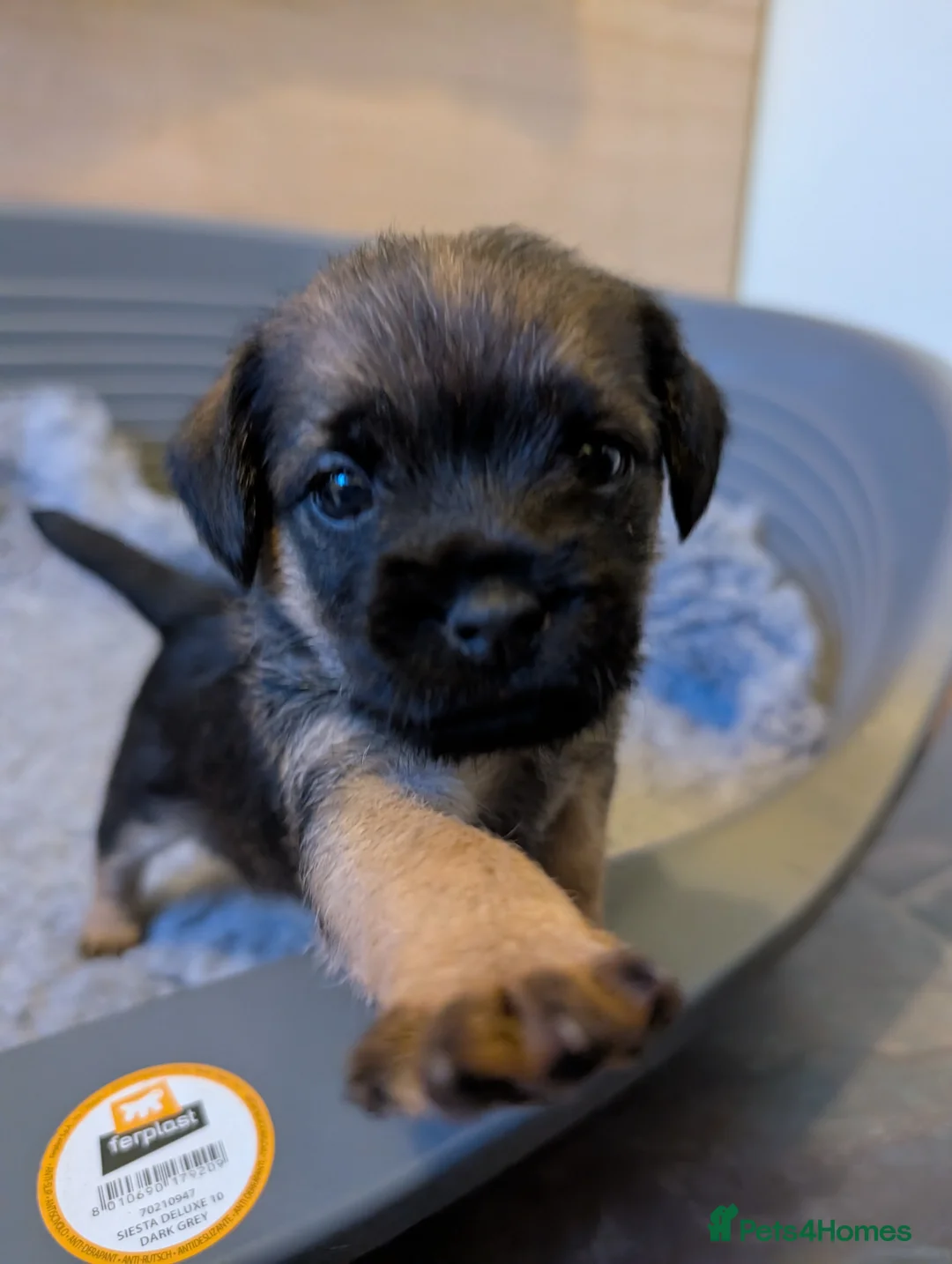 Border Terrier dogs for sale: Beautiful Border Terrier Puppies - Advert 25