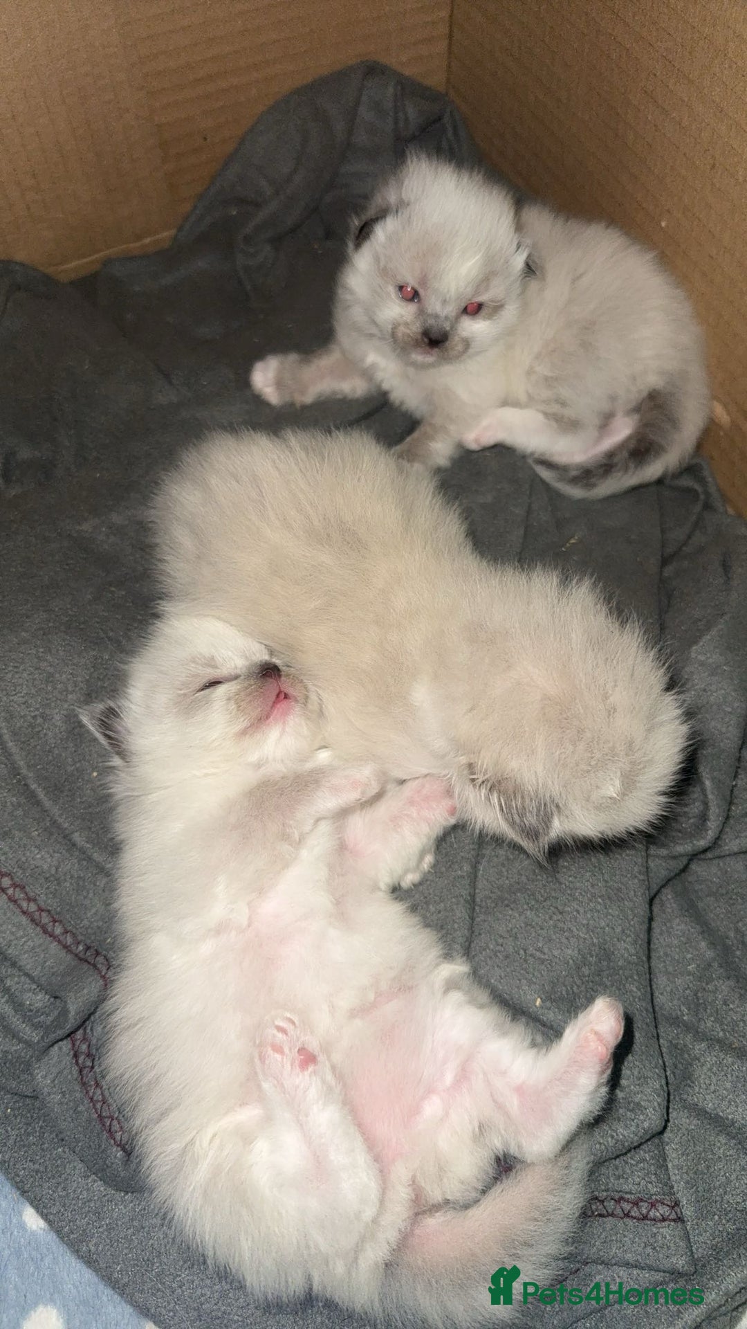 Ragdoll cats for sale: READY NOW 2 fluffy boys - Advert 10