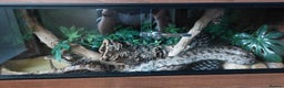 Corn Snake reptiles for sale: Adult Male Cornsnake - Advert 2
