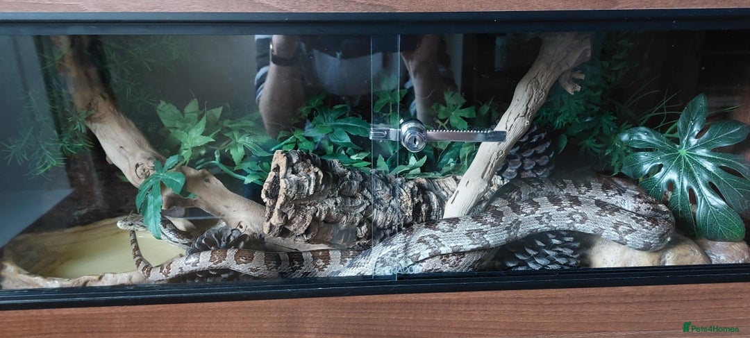 Corn Snake reptiles for sale: Adult Male Cornsnake - Advert 2