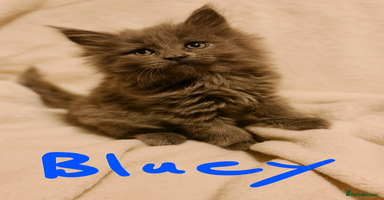 Maine Coon cats - Advert 9