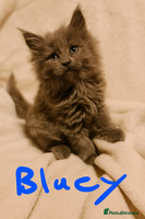 Maine Coon cats - Advert 9