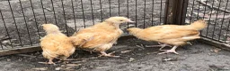 Chickens poultry for sale: Orpington Pullets and Cockerels Various Ages  - Advert 9