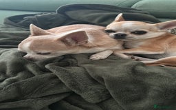 Chihuahua dogs for sale: Chihuahua boys / males  - Image 9