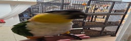 Parrots birds for sale: Various parrots available check description  - Advert 9