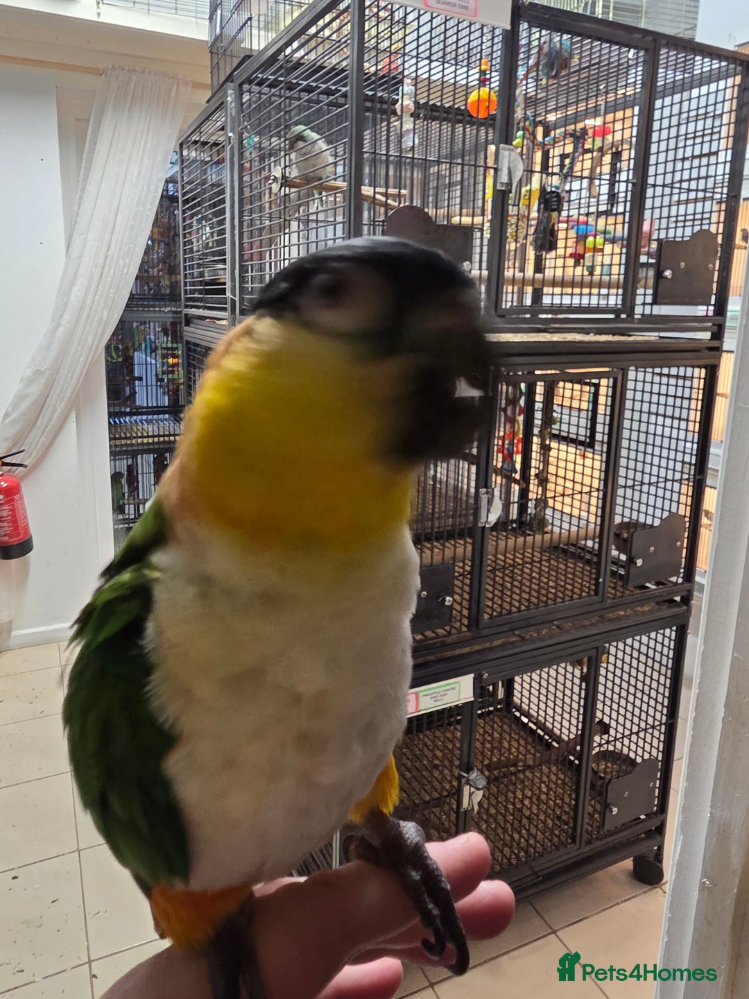 Parrots birds for sale: Various parrots available check description  - Advert 9