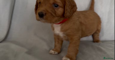 Mixed Breed dogs - Advert 7
