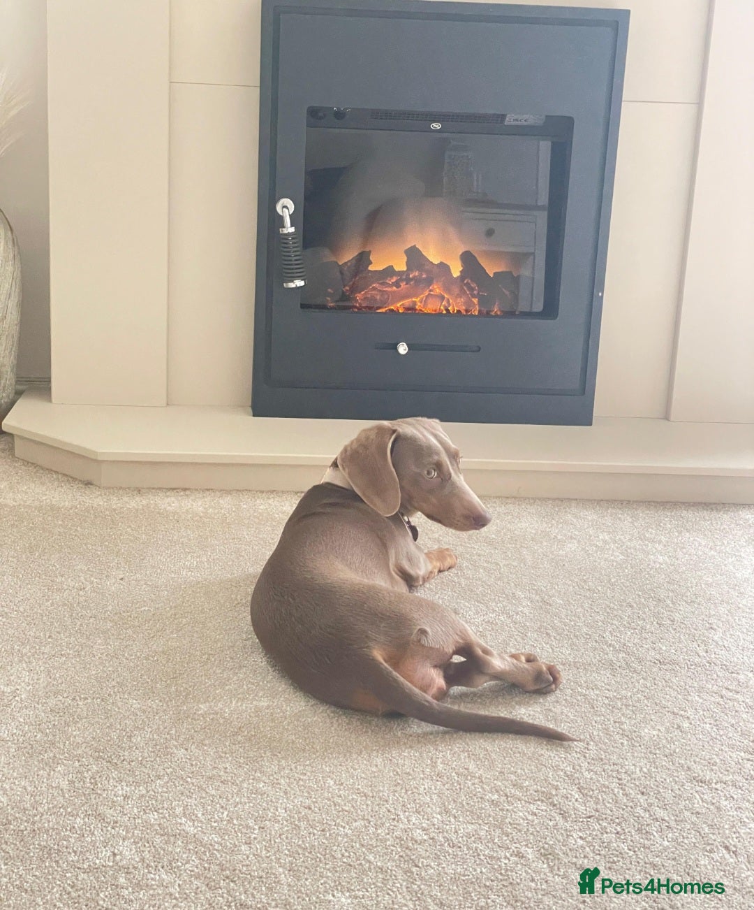 Miniature Dachshund dogs for sale: Miniature shorthaired Dachshund - Advert 1