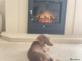 Miniature Dachshund dogs Miniature shorthaired Dachshund - Advert 9