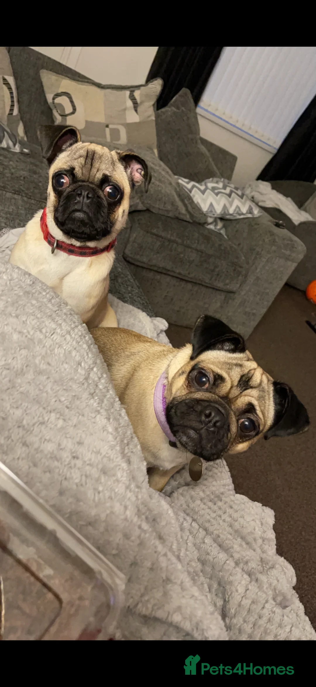 Pug dogs for sale: 🐾 Loving Home Needed for Minnie 🐾 - Advert 9