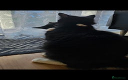 Mixed Breed cats for sale: Male kitten - Image 5