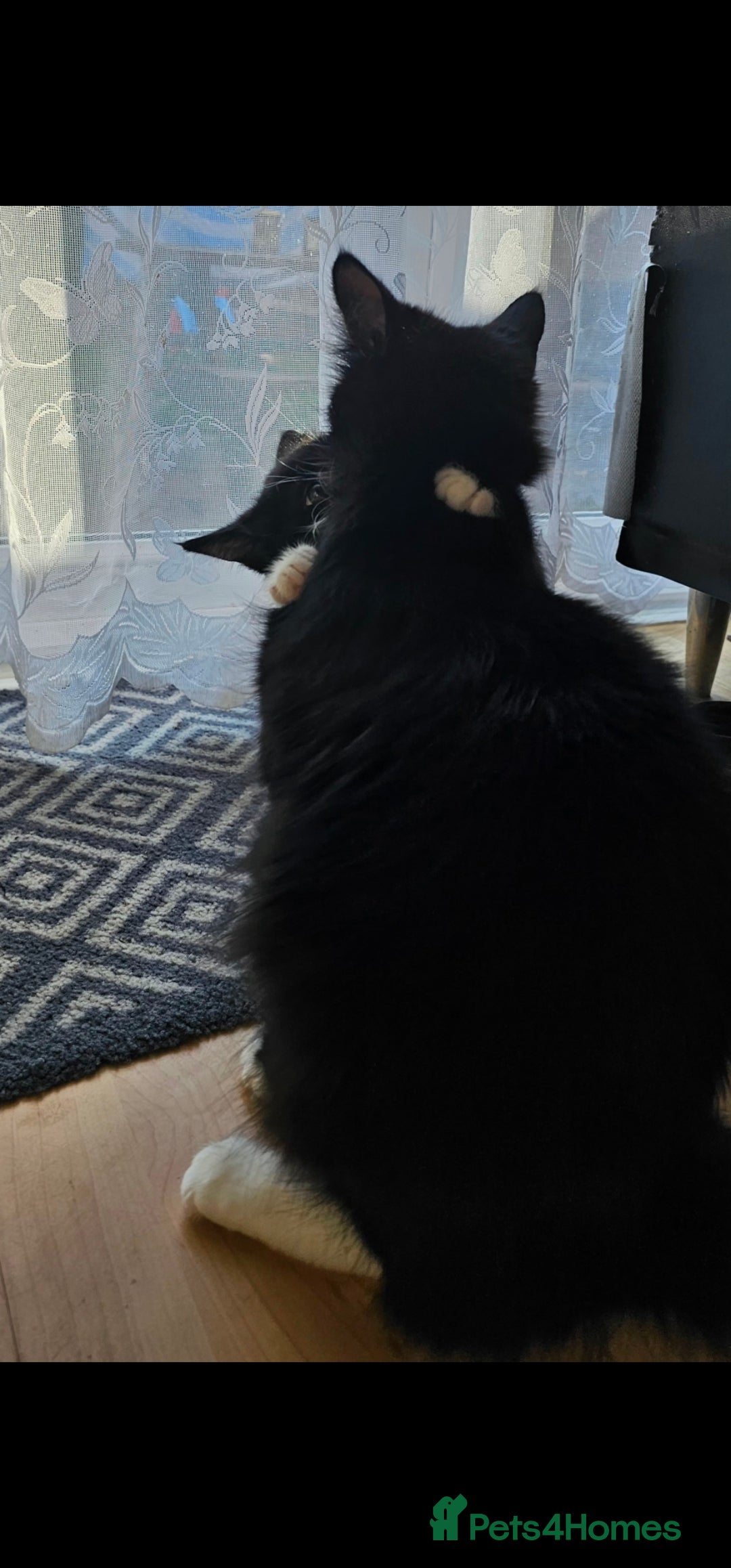 Mixed Breed cats for sale: Male kitten - Image 5