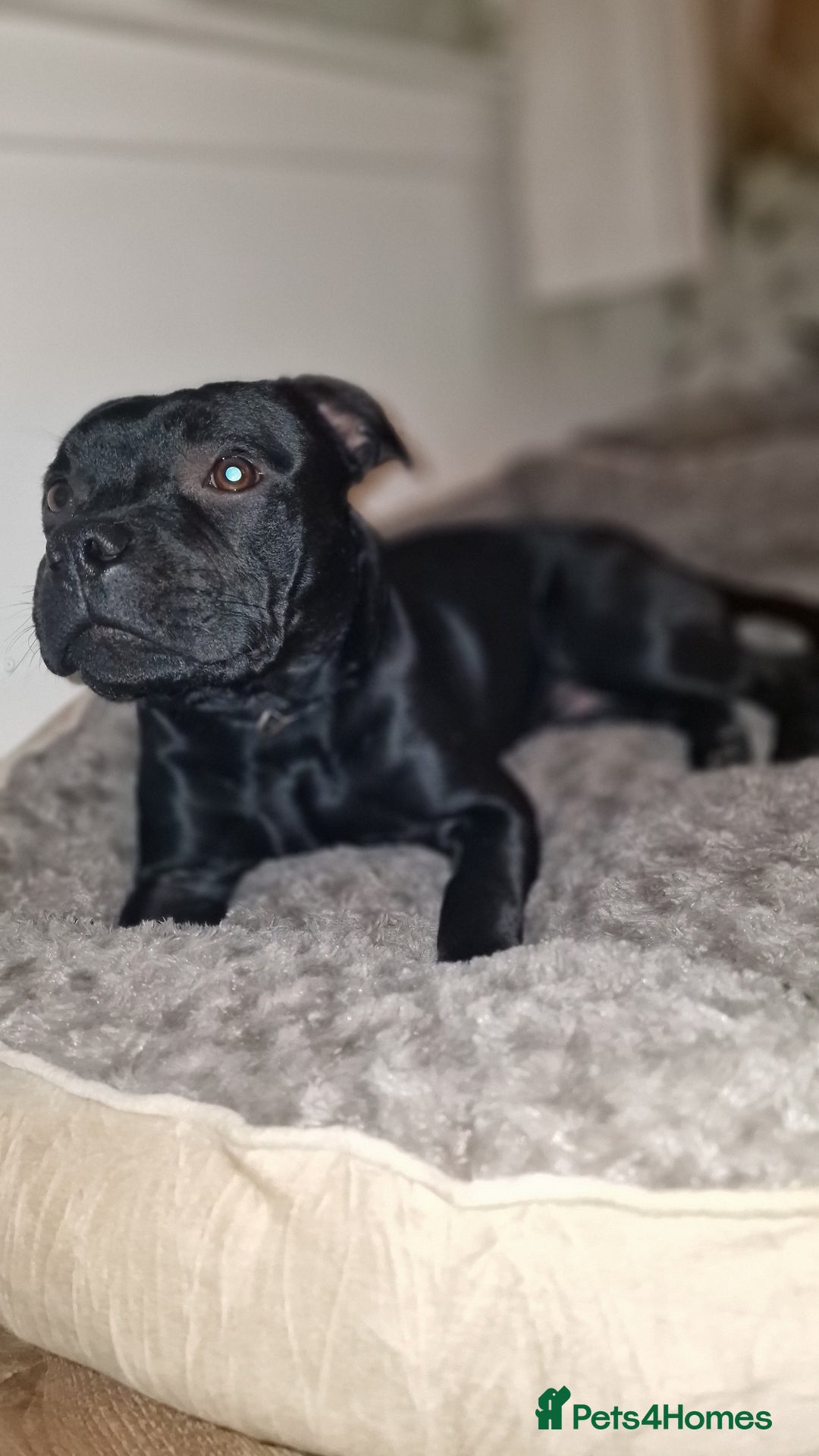 Staffordshire Bull Terrier dogs for sale: Staffordshite bull terrier - Advert 1