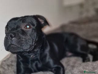 Staffordshire Bull Terrier dogs Staffordshite bull terrier - Advert 1