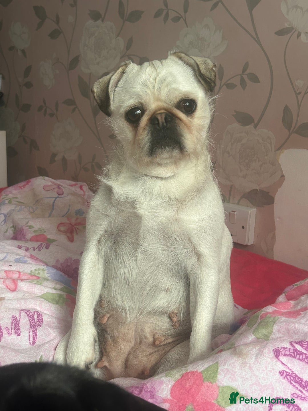 Pug dogs for sale: KC reg pug puppies  - Advert 6