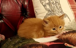 Persian cats for sale: Persian X Beautiful friendly ginger kittens  - Image 5