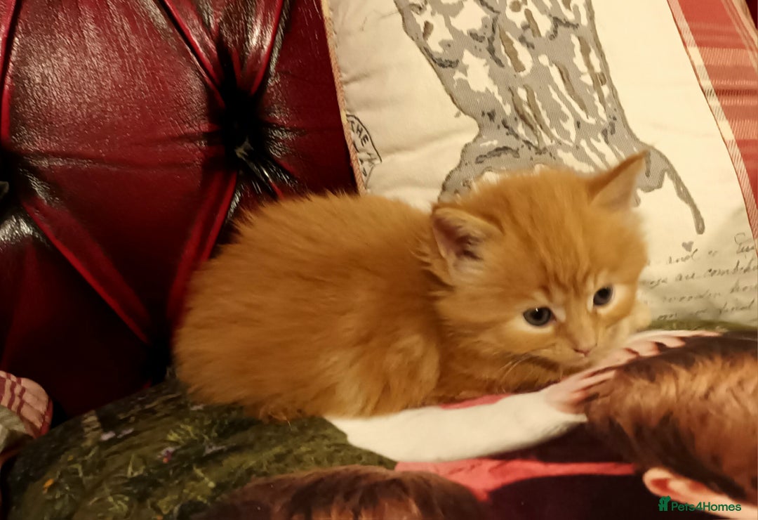 Persian cats for sale: Persian X Beautiful friendly ginger kittens  - Image 5