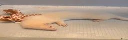 Ferret rodents for sale: Albino ferret 14 weeks with cage in Hull - Advert 2