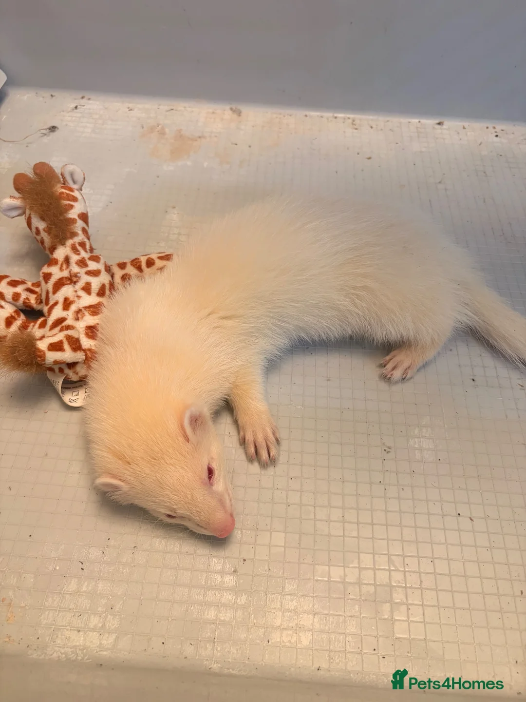 Ferret rodents for sale: Albino ferret 14 weeks with cage in Hull - Advert 2
