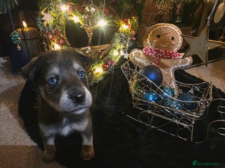 Mixed Breed dogs STUNNING LITTER SIBERIAN HUSKY x RED FOX LABRADOR - Advert 6