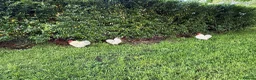 Chickens poultry for sale: Lavender Pekin Chickens - Advert 5