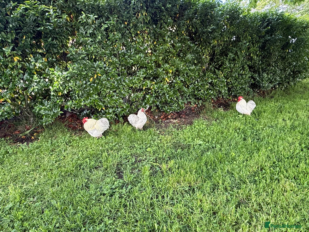 Chickens poultry for sale: Lavender Pekin Chickens - Advert 5