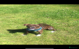 Mixed Breed dogs for sale: Dog free - Image 1