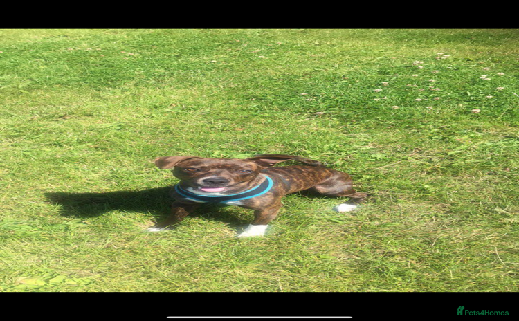 Mixed Breed dogs - Advert 2