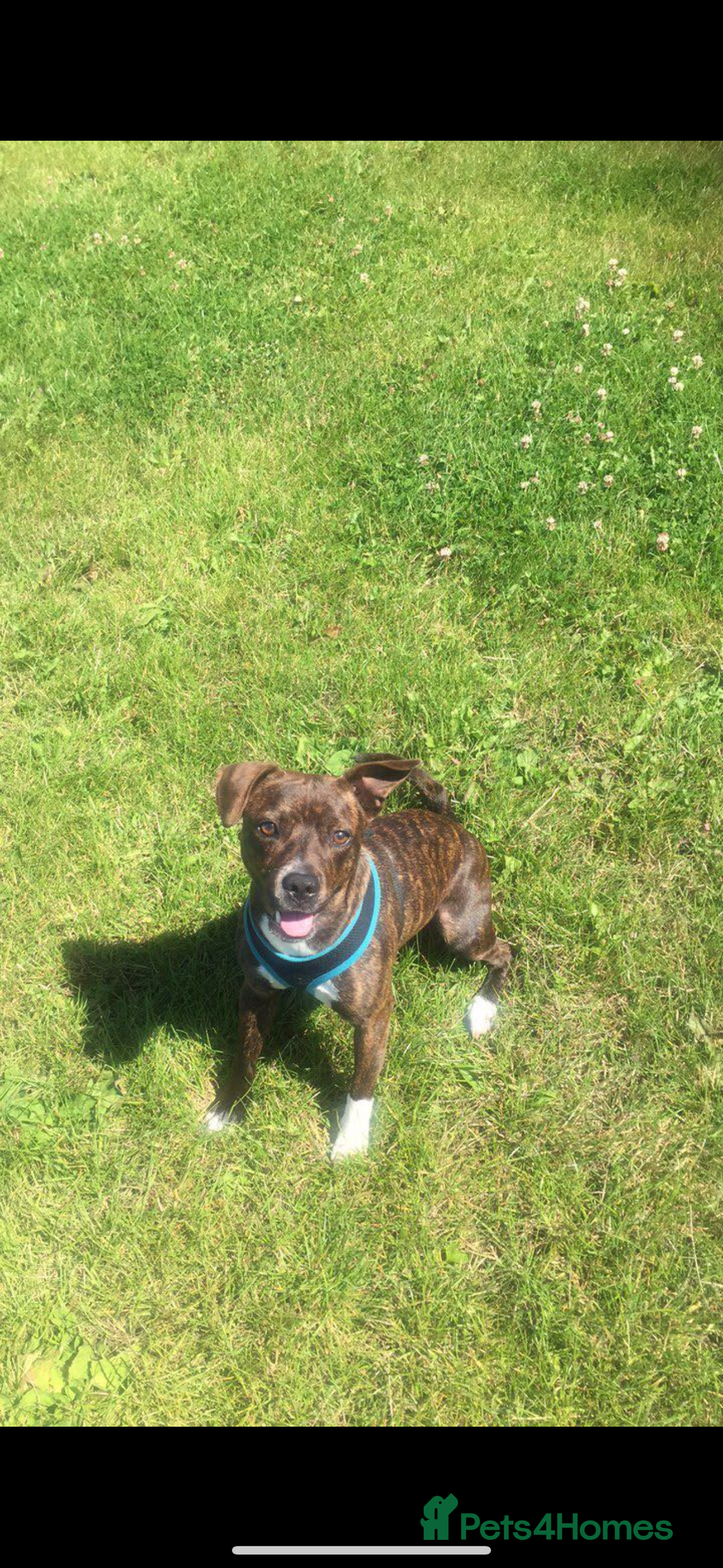 Mixed Breed dogs for sale: Dog free - Image 1