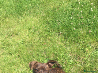 Mixed Breed dogs - Advert 1