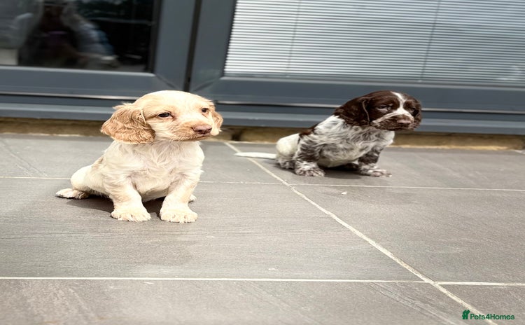 Cocker Spaniel dogs - Advert 1