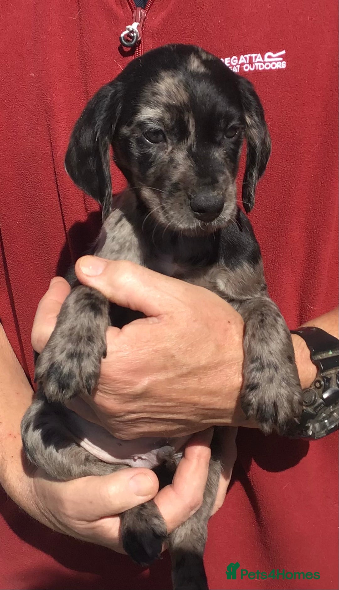 Cockerdor dogs for sale: AMAZING COCKERDOR/COCKADOR PUPPIES - Image 4