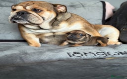 English Bulldog dogs for sale: Beautiful English bulldog puppies - Image 26