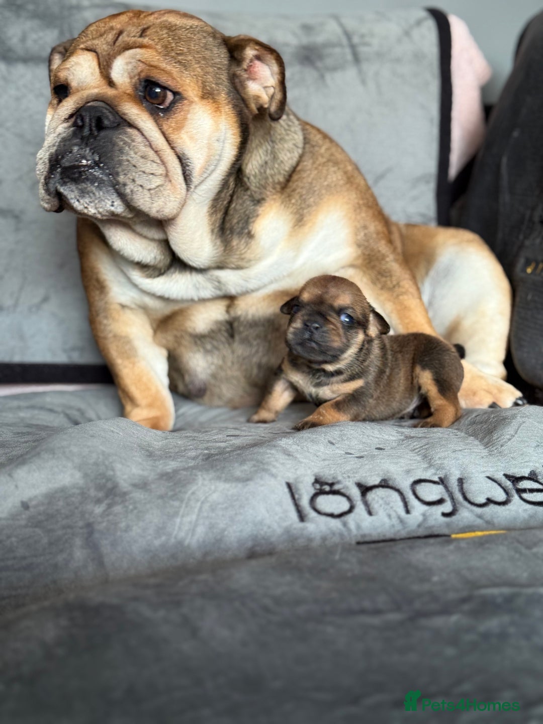 English Bulldog dogs for sale: Beautiful English bulldog puppies - Image 26