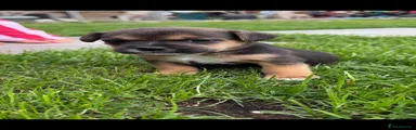 Mixed Breed 5