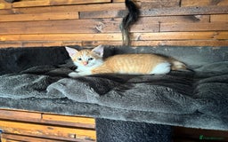 Cornish Rex cats for sale: Beautiful girls  - Image 11