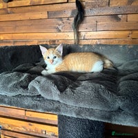 Mixed Breed cats Beautiful girls - Advert 8