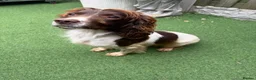 English Springer Spaniel dogs for sale:  OUR LOVELY ANNIE LOOKING FOR A VERY SPECIAL HOME in Doncaster - Advert 12