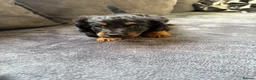 Miniature Dachshund dogs for sale: 3 miniature dachshunds 1 girl 2 boys  in Chatteris - Advert 5