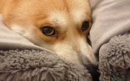 Mixed Breed dogs for sale: Mocha - Image 11